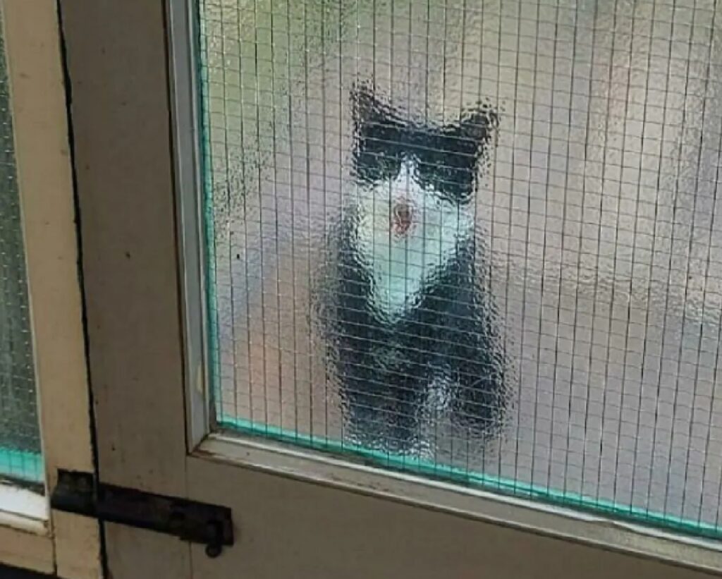 gatto fuori porta di casa 