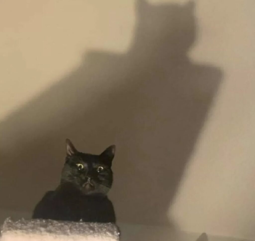 gatto nero ombra imponente alle spalle 