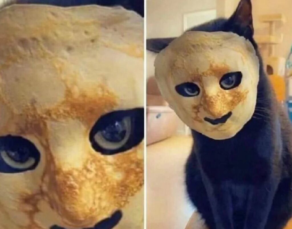 gatto con maschera di jason 