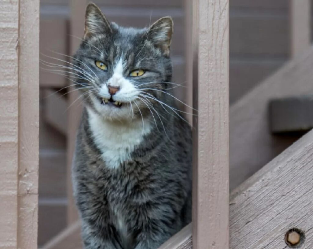 gatto mostra i denti 