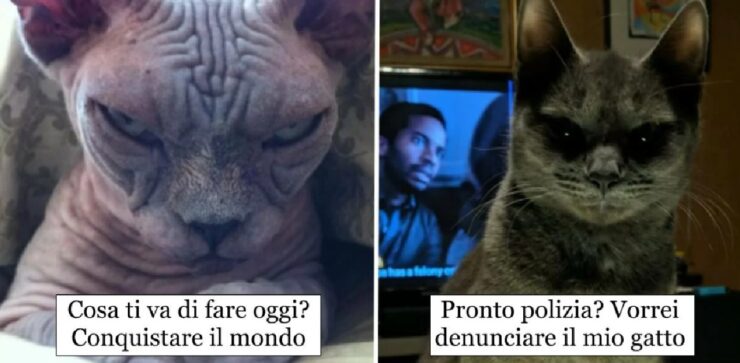 gatti che spaventano e non poco le persone