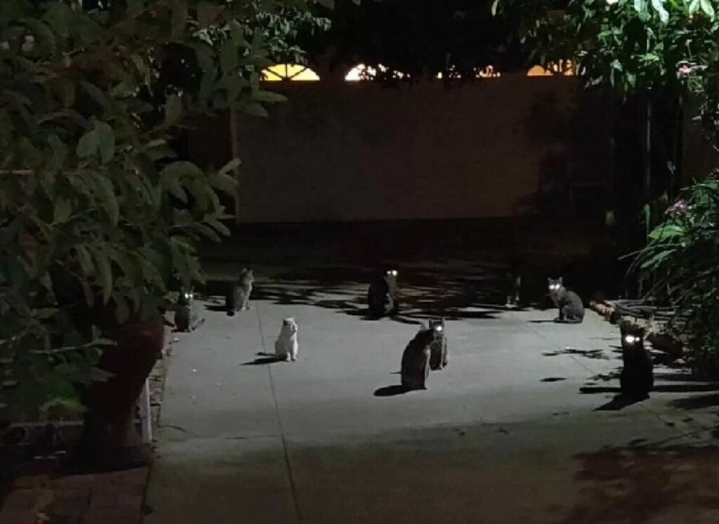tanti gatti per strada 