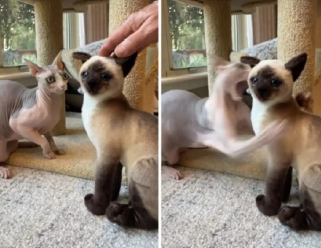 gatto siamese attaccato 