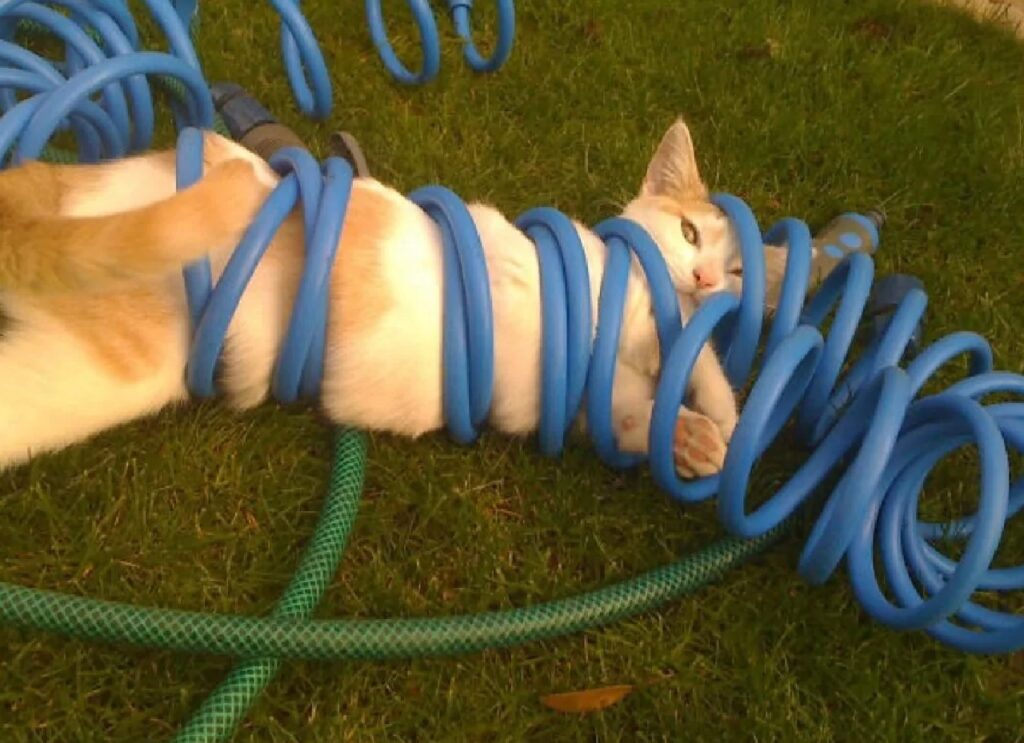 gatto rotola tubo acqua 