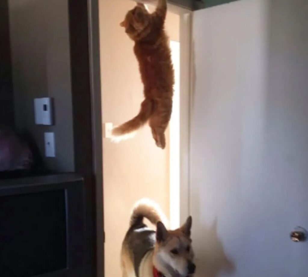 gatto si arrampica porta 