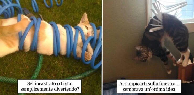 gatti che hanno fatto una scelta