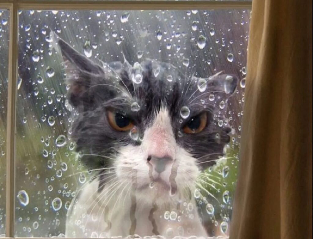 gatto bagnato è arrabbiato 