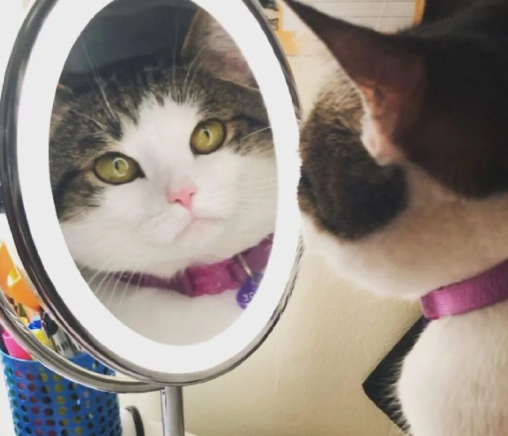 gatto si guarda allo specchio 