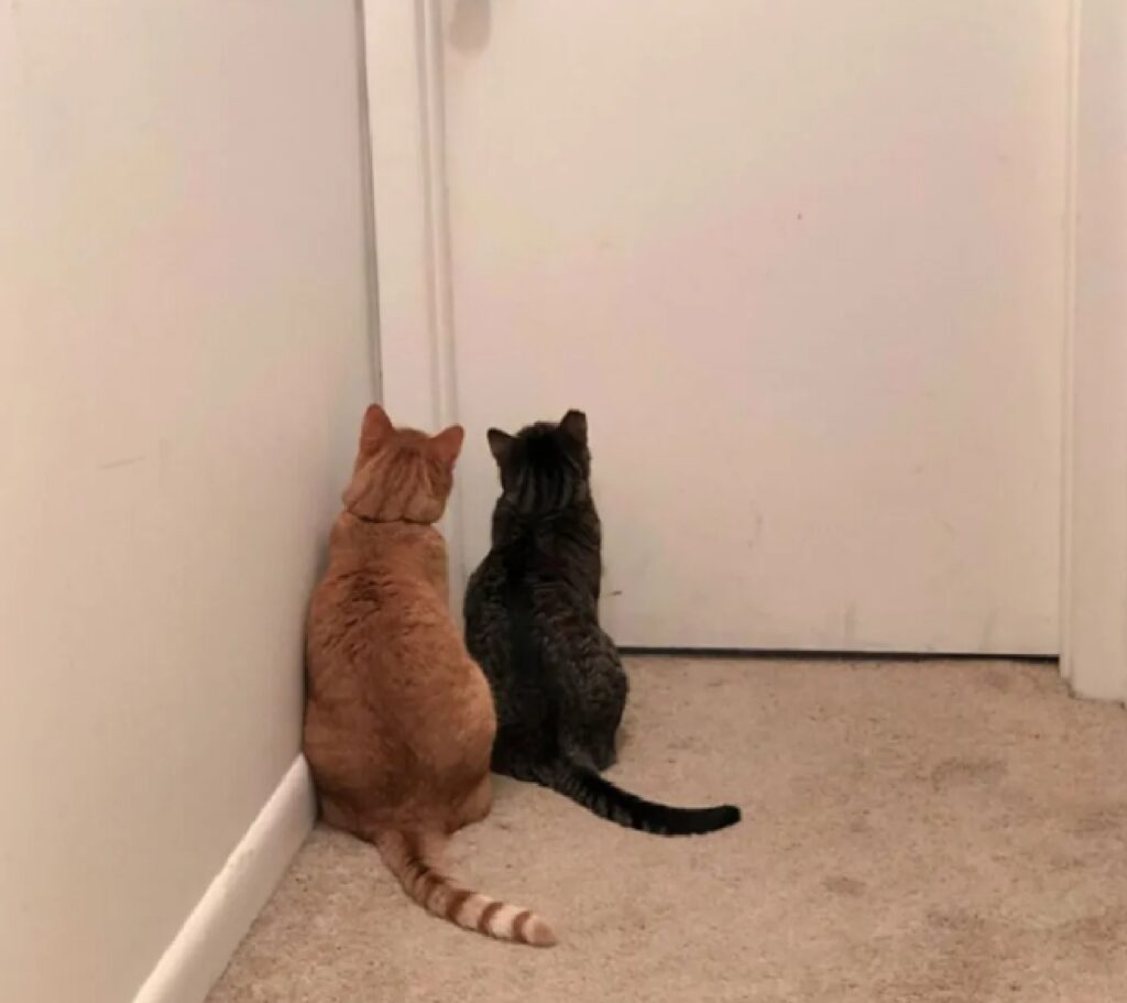 due gatti aspettano di entrare in bagno 