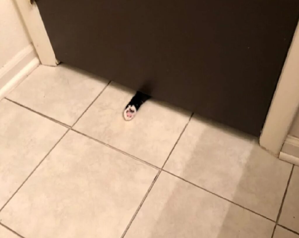 zampa del gatto sotto porta 
