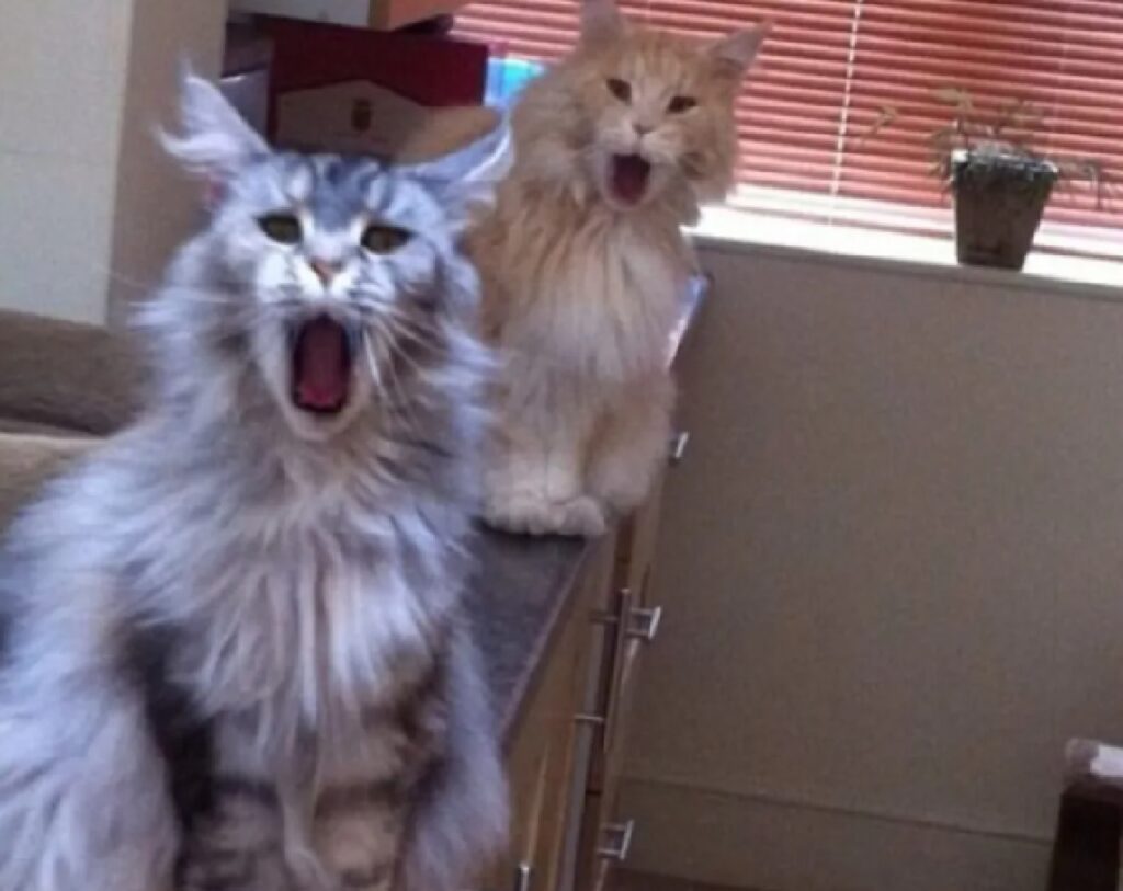 due gatti aprono bocca 