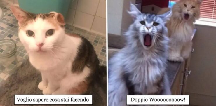 gatti che invadono spazio personale