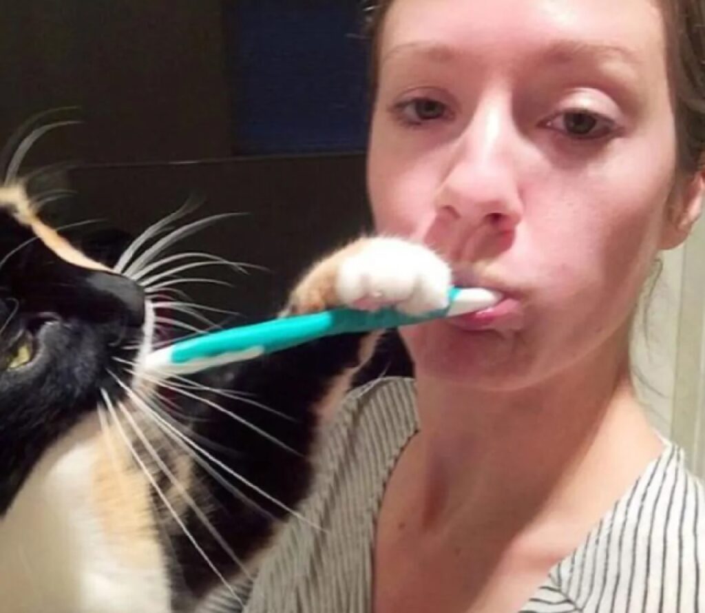 gatto zampa su spazzolino 
