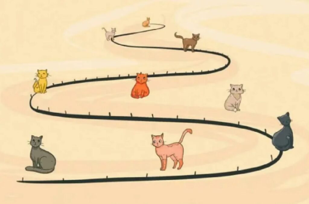 gatto evoluzione nel tempo 