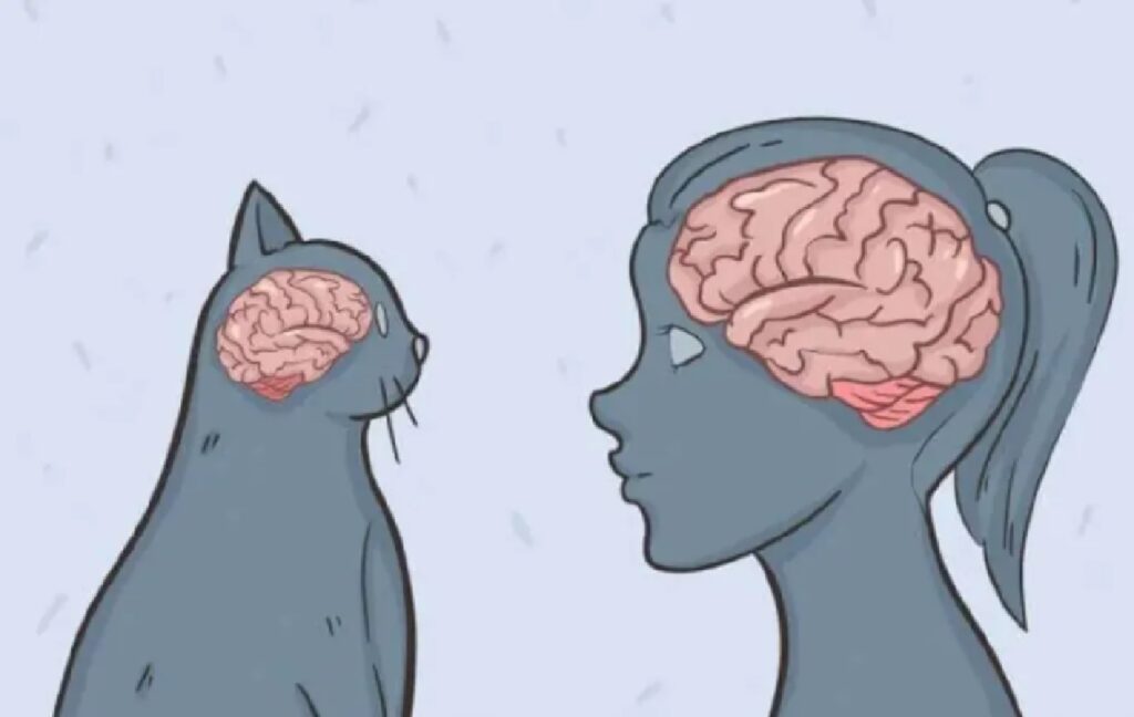 gatti stesso cervello di umani 