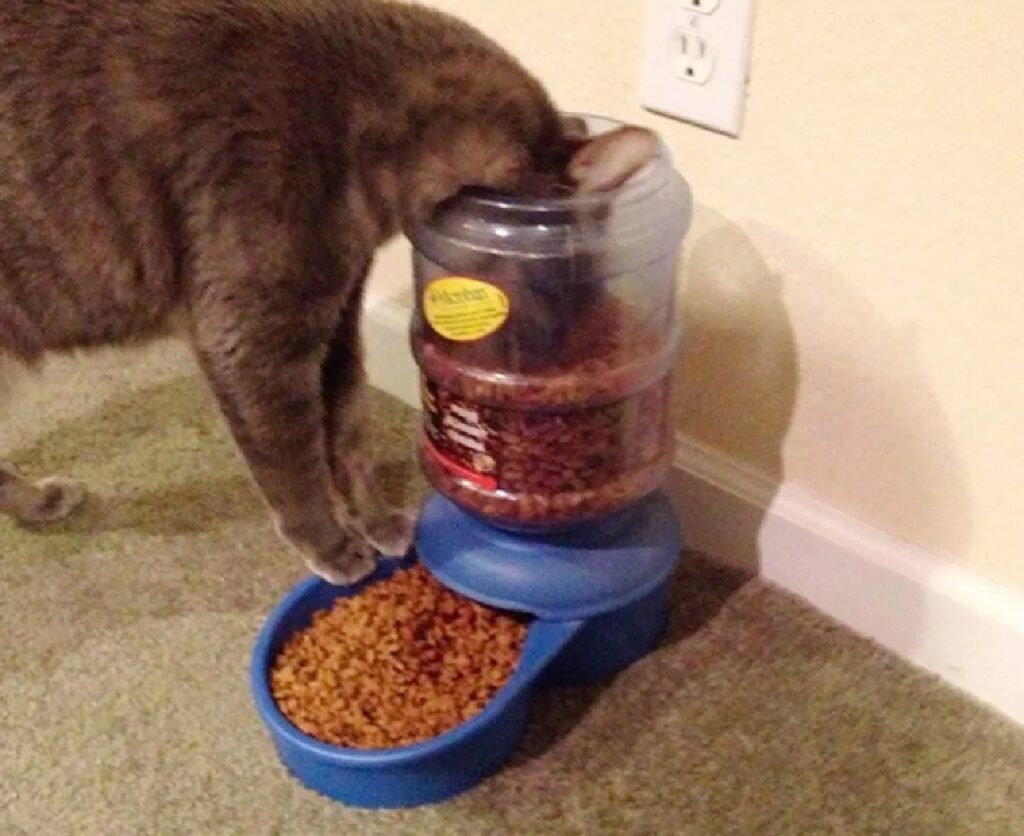 gatto cerca di mangiare 