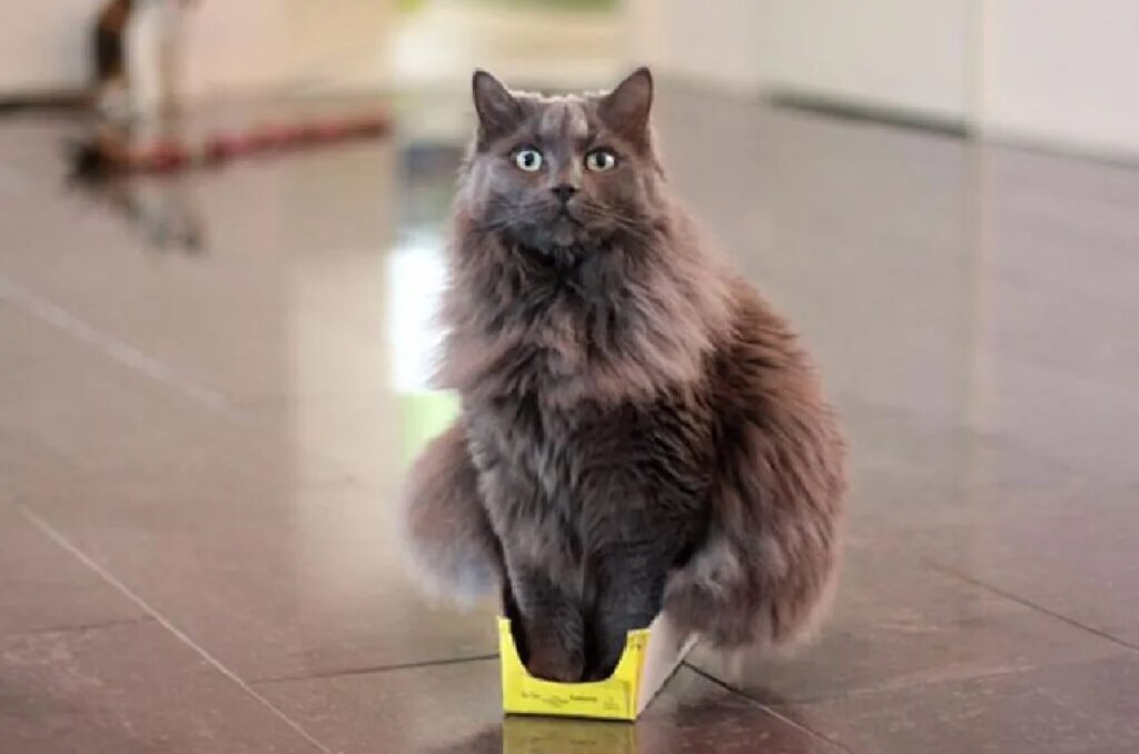 gatto seduto su scatola 