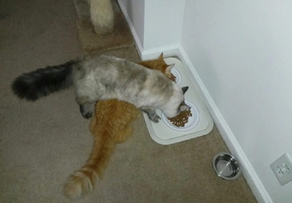 gatti mangiano incrociati 