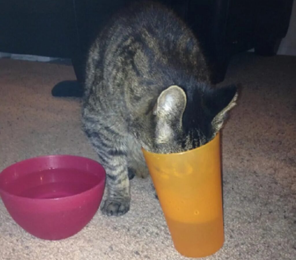 gatto beve dal bicchiere arancione 