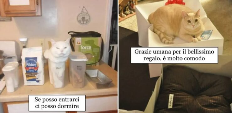 gatti che non accettano regole mondo