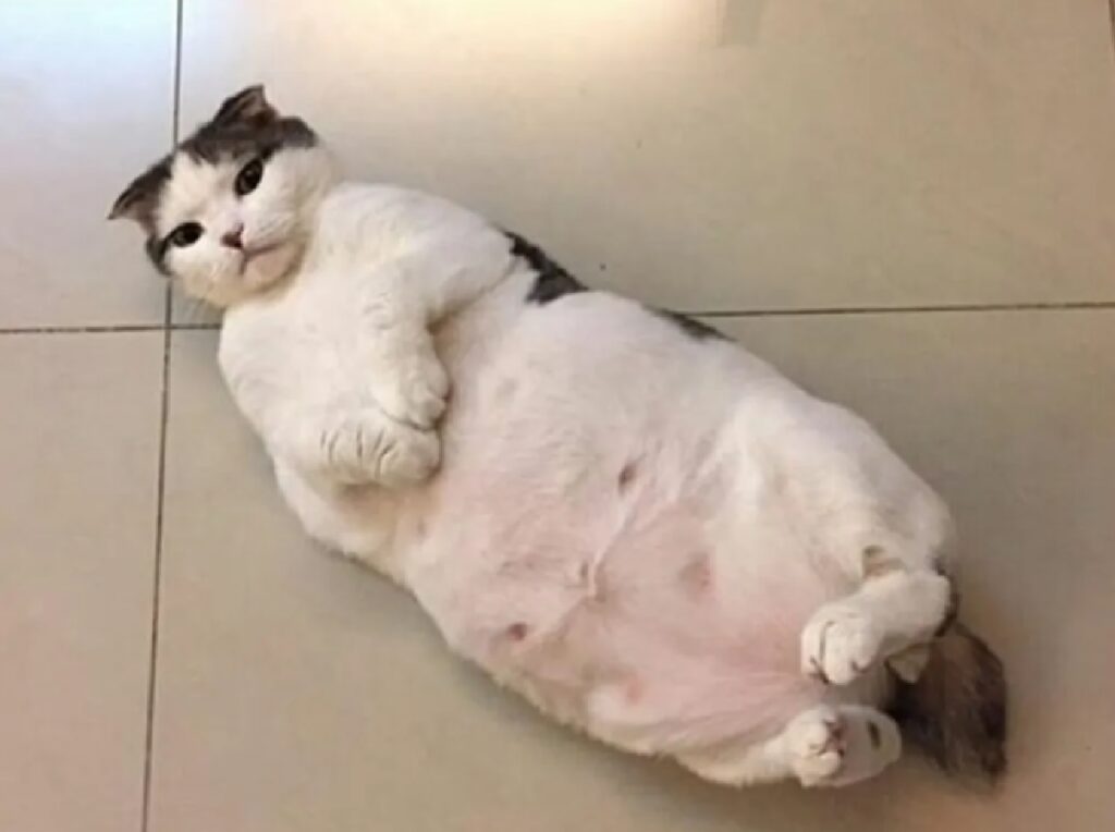 gatto sembra grasso 