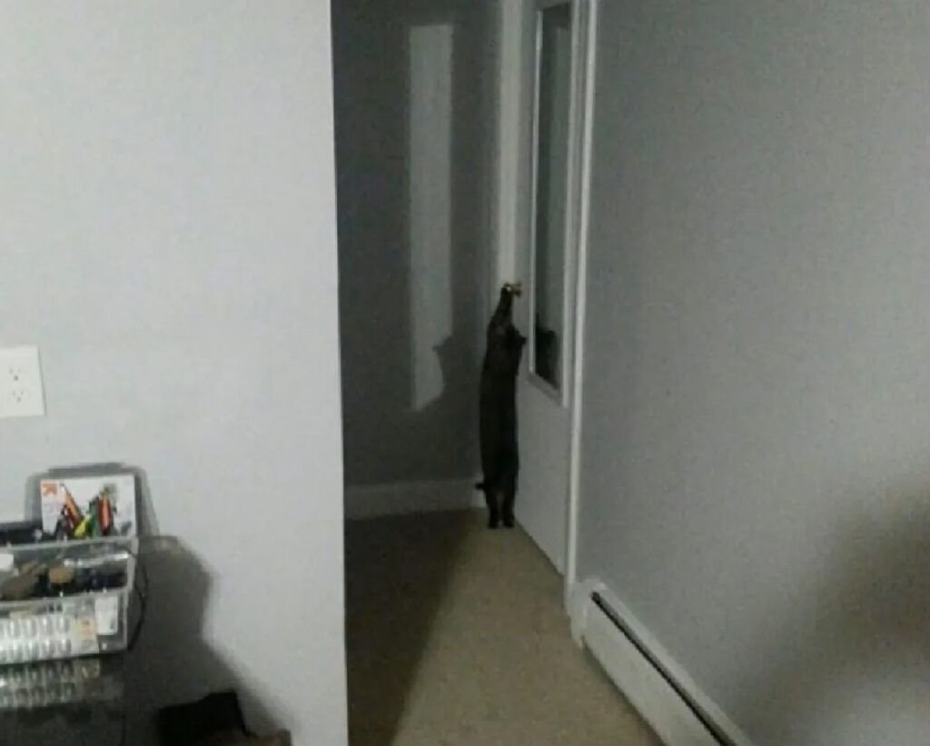 gatto cerca di aprire una porta 