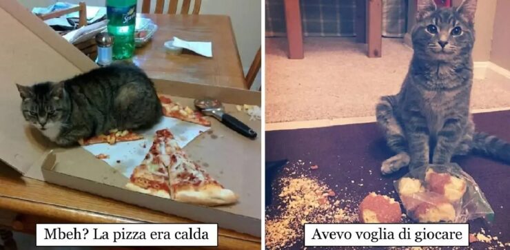 gatti che sono sempre nei guai