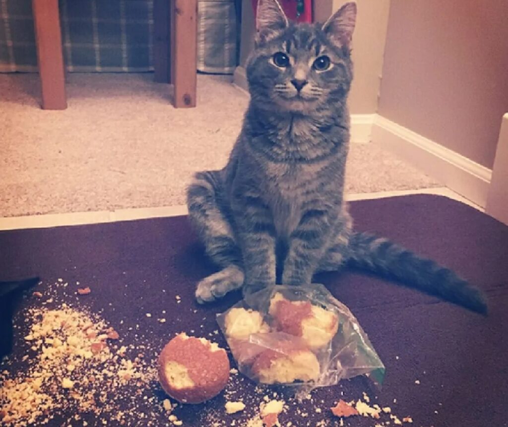 gatto gioca col pane 