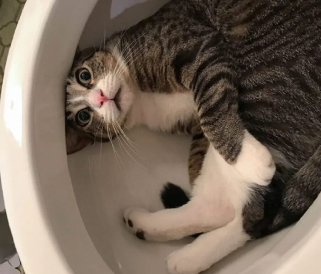 gatto messo dentro bidet 