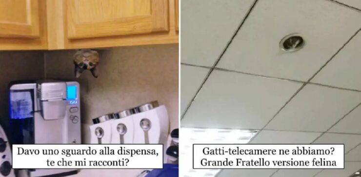 gatti che pagherebbero pur di scoprire posti remoti