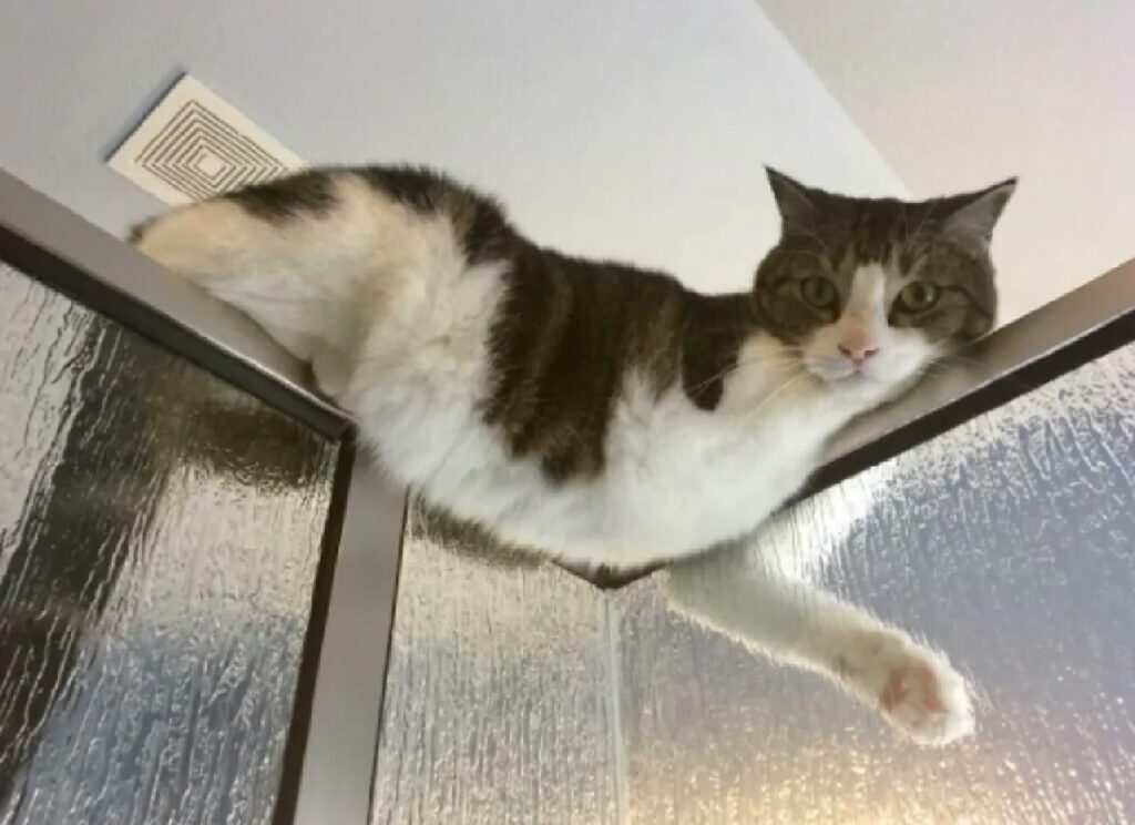 gatto osserva dall'alto 