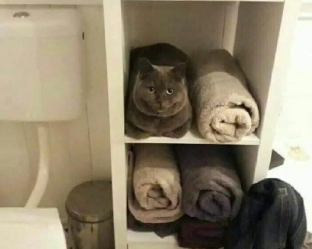 gatto si confonde con asciugamani 