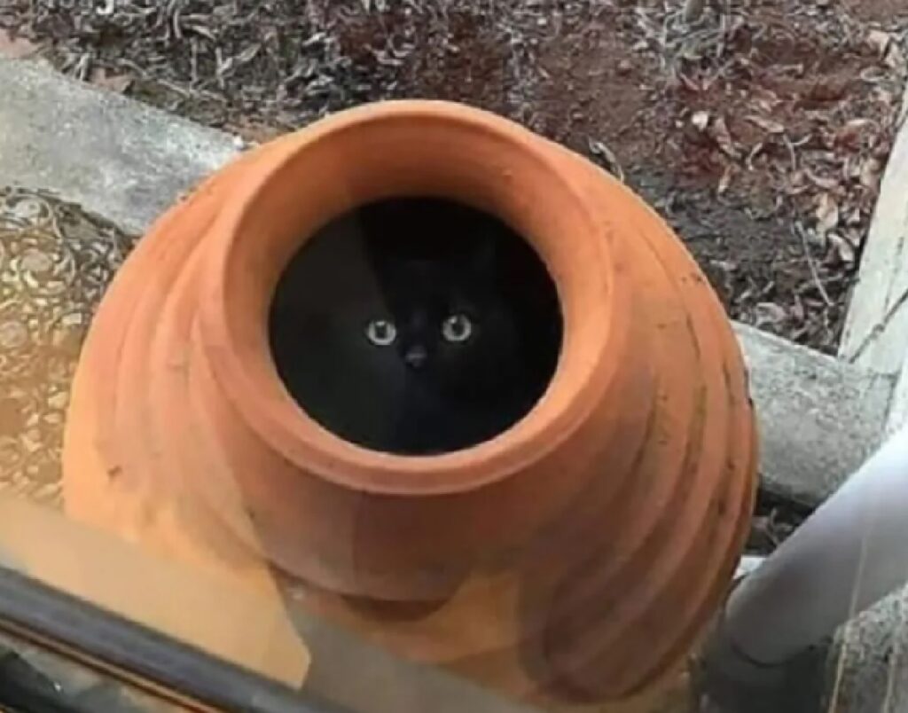 gatto nero nella giara 
