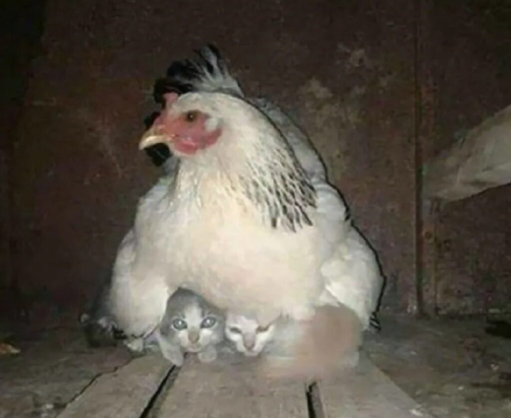 gatti sotto la gallina 