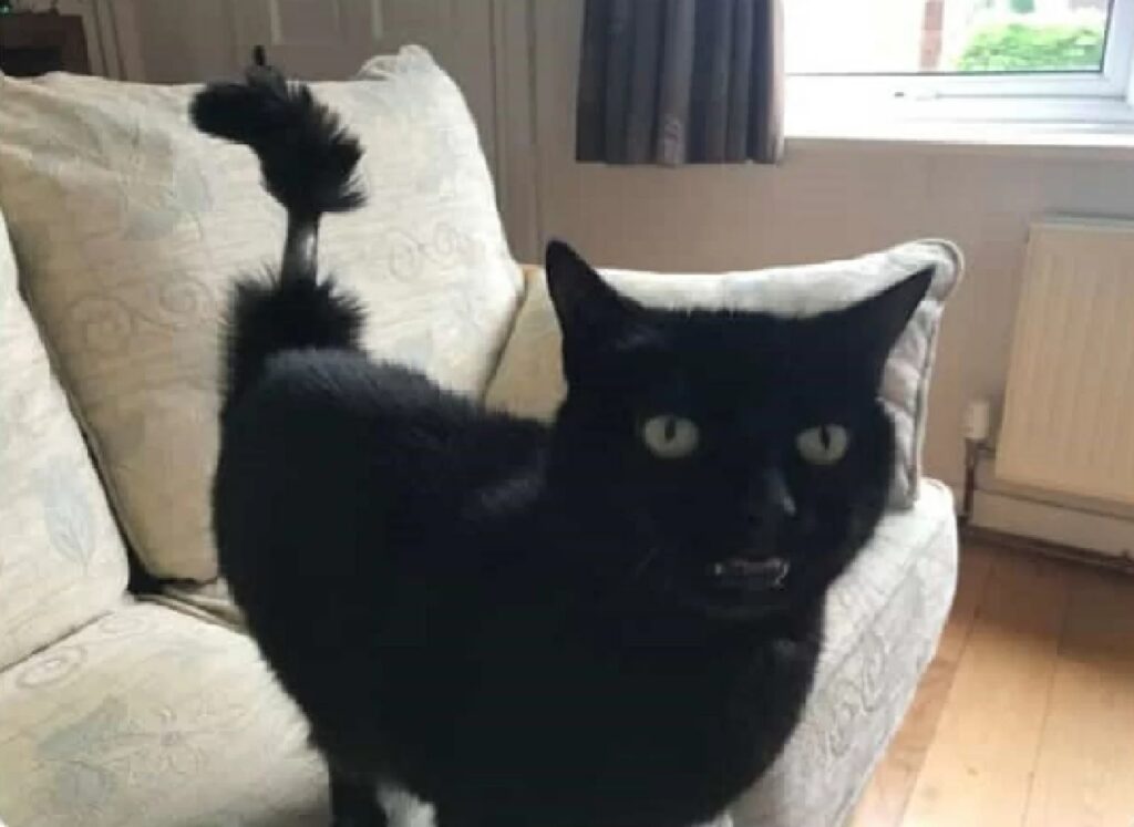 gatto nero coda senza pelo 