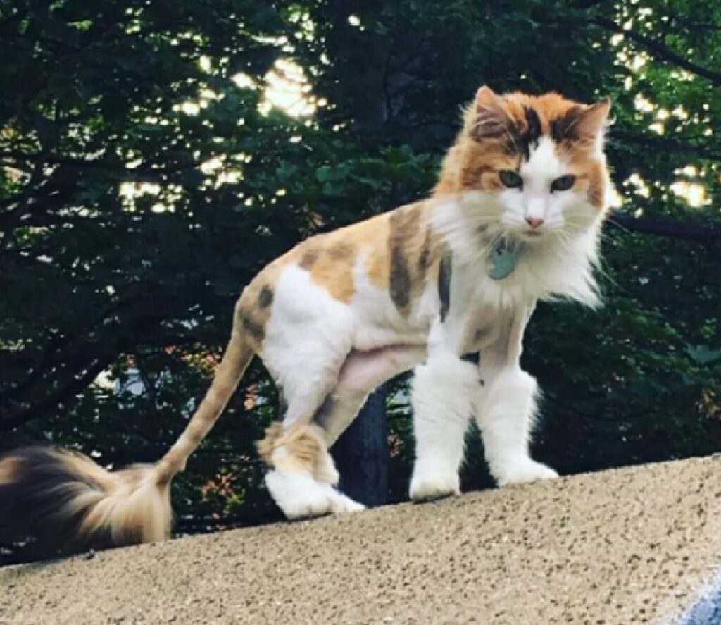gatto calico su terrazza 