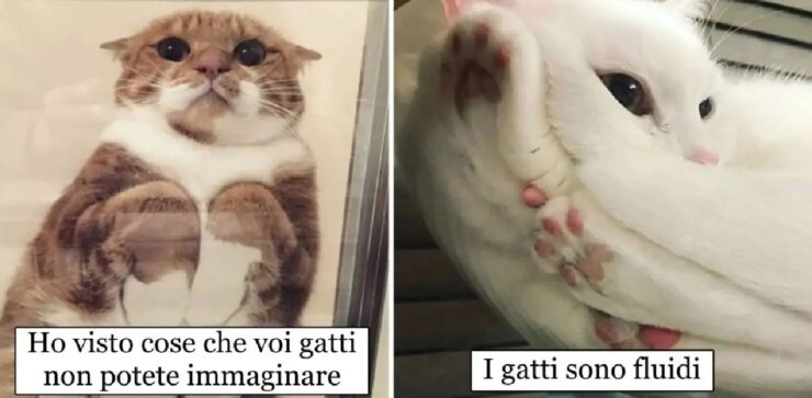 gatti che suggeriscono di comprare tavoli