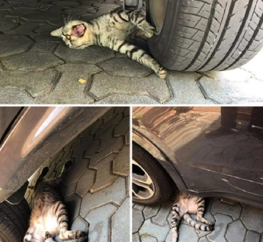 gatto sotto ruota auto 