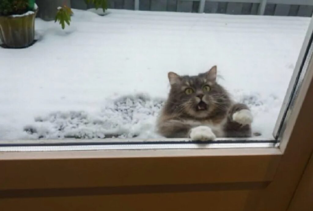 gatto zampetta vicino porta 