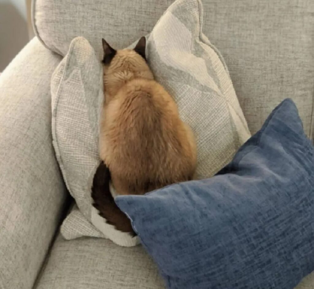 gatto faccia rivolta cuscini 