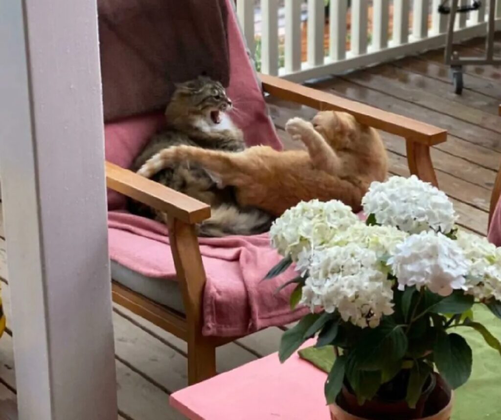 gatti su sedia fuori casa 