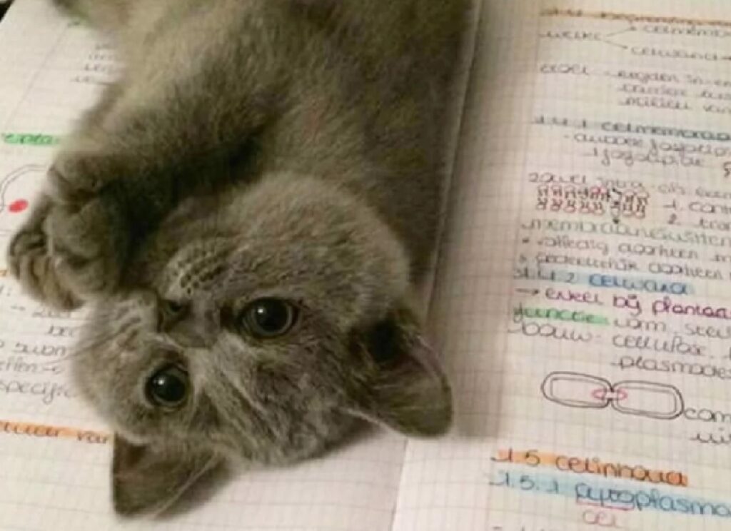 gatto non lascia fare compiti 