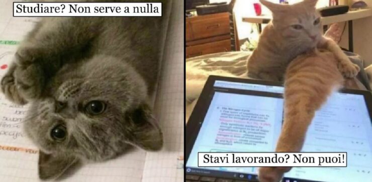 gatti che non fanno lavorare