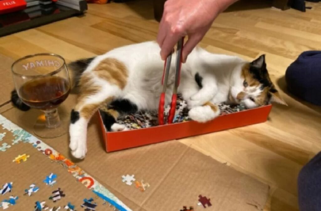 gatto non lascia compiere puzzle 