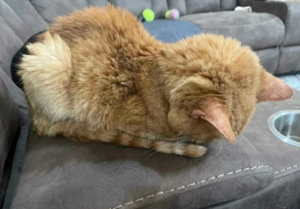 gatto rosso dorme sedile 
