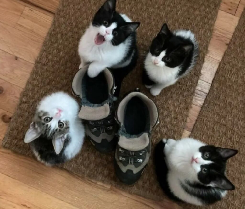 gatti vicino gli stivali 