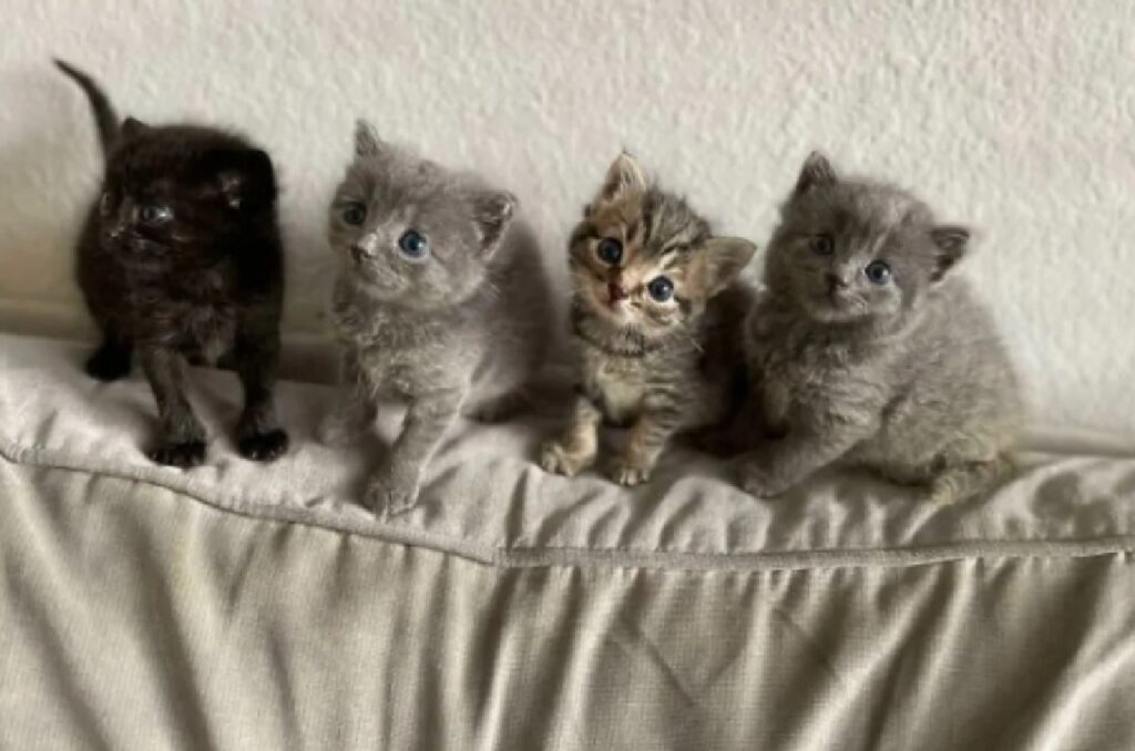 gatti messi in fila 