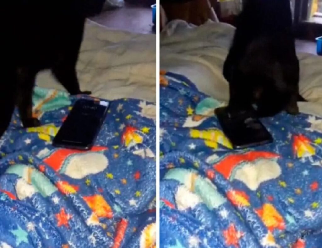 gatto nero telefono sul letto 