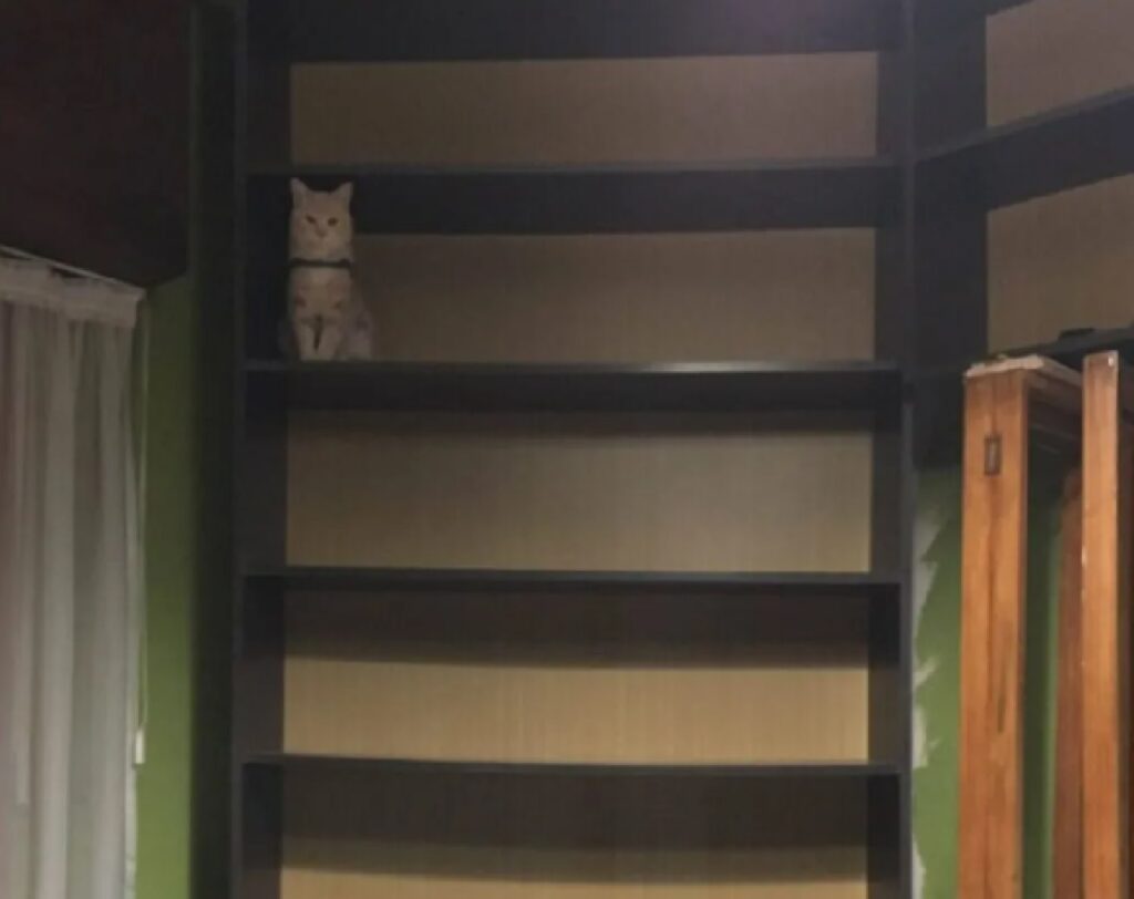 gatto sullo scaffale 