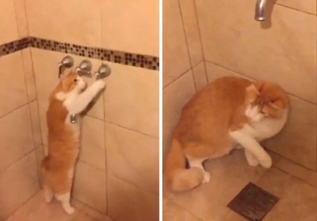 gatto rosso apre acqua 